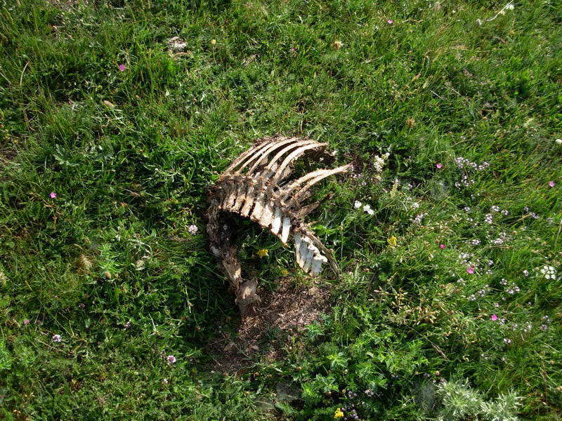 in alta quota nei miei Sibillini